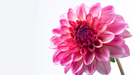 Foto op Plexiglas A single, perfect dahlia in full bloom, set against a solid white background. The 4K HDR image emphasizes the flower's intricate petal structure and vivid pink color. © Abdul