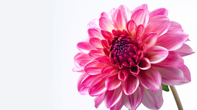 A single, perfect dahlia in full bloom, set against a solid white background. The 4K HDR image emphasizes the flower's intricate petal structure and vivid pink color.