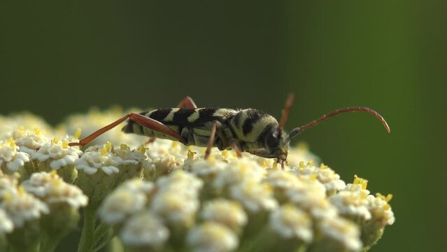 Beetle longhorn bug insect sitting on flower. Rutpela maculata. Donacidae insect macro on flower in woods or field, 4k