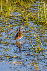 Wood Sandpiper from behind in the water
