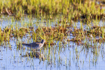 Redshank in the water by a swamp