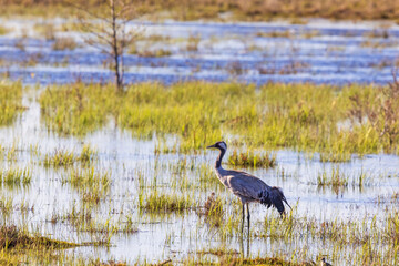 Crane standing in a flooded wetland