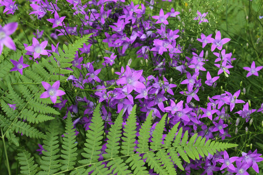Spreading bellflower (Campanula patula) mixed with fern leaves natural bright background in forest