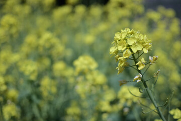 rape blossom field