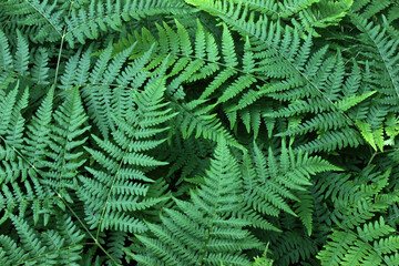 Fototapeta na wymiar Natural background of fern leaves in forest 