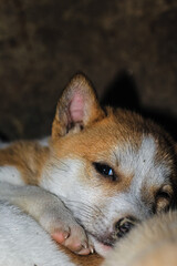 Street dog puppies playing with each other. Puppies playing in dog house outside. Little cute Puppies.