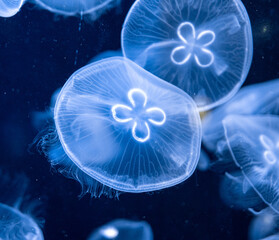 transparent white jellyfish on a dark background.