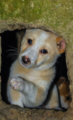 Cute puppy portrait.  Indian street dog puppies playing.