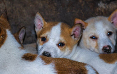 Street dog puppies playing with each other. Puppies playing in dog house outside. Little cute Puppies.