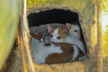 Street dog puppies playing with each other. Puppies playing in dog house outside. Little cute Puppies.