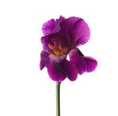 Dark violet Iris flower isolated on a white background. - 750416363