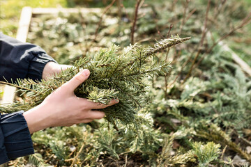 Mulching Blueberry Bushes with Pine Coniferous Branches Covering. Growing Blueberry Bush in Garden....
