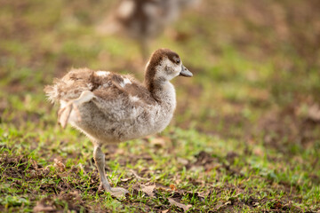 Egyptian goose chick, alopochen aegyptiaca in the spring, animal and water bird
