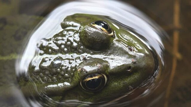 True Frogs Example