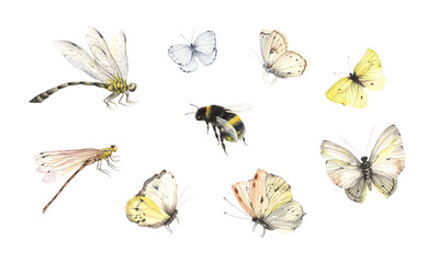 Set of flying insects, watercolor isolated collection with butterflies, dragonflies and bumblebee, hand painting design elements beautiful colorful insects.