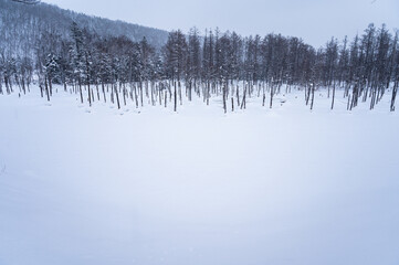北海道美瑛雪が積もった青い池