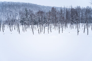 北海道美瑛雪が積もった青い池