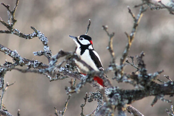 A Great Spotted Woodpecker (Dendrocopos major) on a tree in wintertime close up, portrait