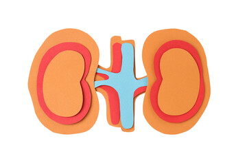PNG, paper kidneys, for National Kidney Month, isolated on white background.