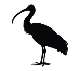 African Sacred Ibis. Vector image. White background.