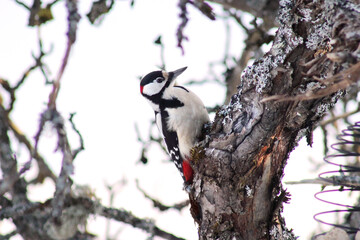 A Great Spotted Woodpecker (Dendrocopos major) on a tree in wintertime close up, portrait
