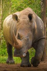 Huge rhinoceros walking in nature