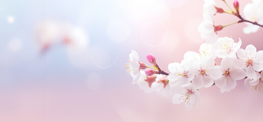 spring banner in light pastel colors cherry blossom close-up