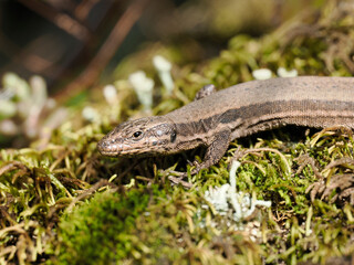 Mauereidechse (Podarcis muralis)