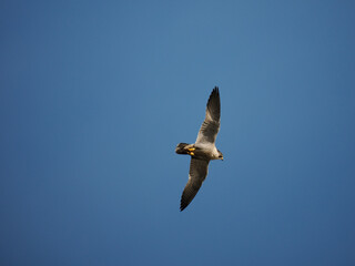 Wanderfalke (Falco peregrinus)