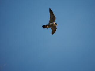 Wanderfalke (Falco peregrinus)