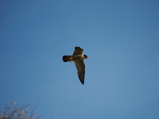 Wanderfalke (Falco peregrinus)