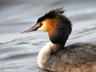 Haubentaucher (Podiceps cristatus)