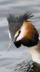 Haubentaucher (Podiceps cristatus)