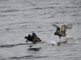 Blässhuhn (Fulica atra)