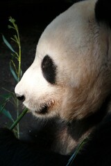 Bamboo Bliss: Witnessing the Tranquil Majesty of a Grazing Panda, Nature's Gentle Giant in Harmony...