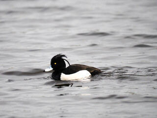 Reiherente (Aythya fuligula)