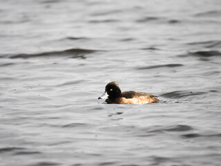 Fototapeta premium Reiherente&nbsp;(Aythya fuligula)
