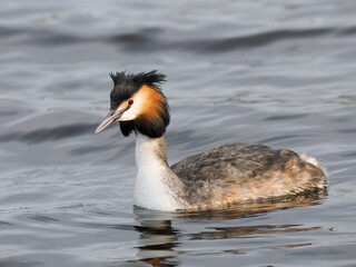 Haubentaucher (Podiceps cristatus)