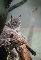 Captivating Iberian Lynx Lounging in a Natural Habitat