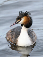 Haubentaucher (Podiceps cristatus)