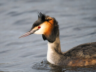 Haubentaucher (Podiceps cristatus)