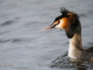 Haubentaucher&nbsp;(Podiceps cristatus)