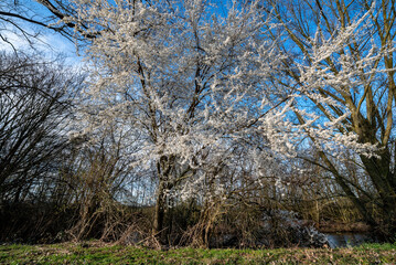 Weiß blühender Kirschbaum in einem laublosen Laubwald mit Unterholz bei schönem, sonnigem Wetter