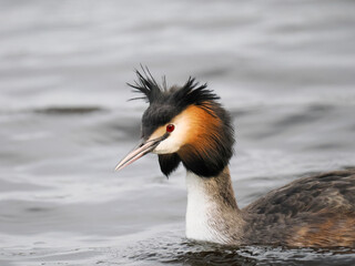 Haubentaucher (Podiceps cristatus)