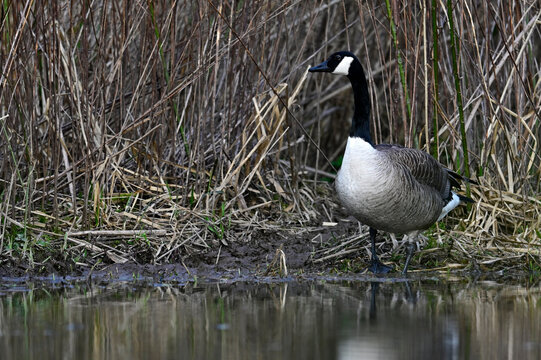 Canada goose // Kanadagans (Branta canadensis) 