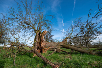 Abgestorbener, umgestürzter Apfelbaum mit ausgehöhltem Stamm auf einer Streuobstwiese mit blauem, leicht bewölktem Himmel