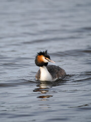Haubentaucher&nbsp;(Podiceps cristatus)