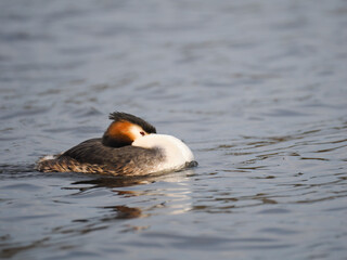 Haubentaucher&nbsp;(Podiceps cristatus)