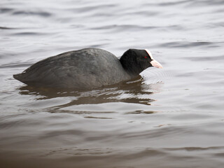 Blässhuhn (Fulica atra)