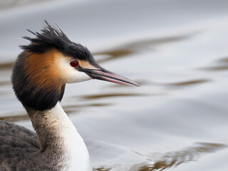 Haubentaucher (Podiceps cristatus)